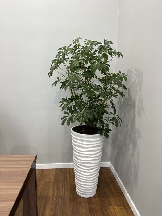 Растения в горшках для офиса и дома