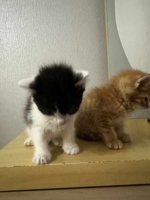 Котята котята котята