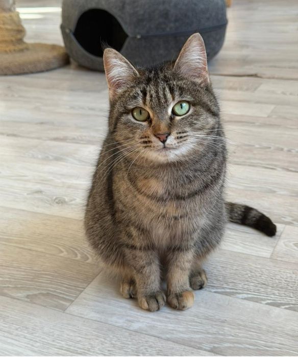 Отдам в добрые ручки