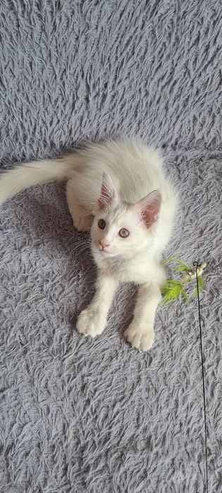 Продаётся котёнок мейн-кун