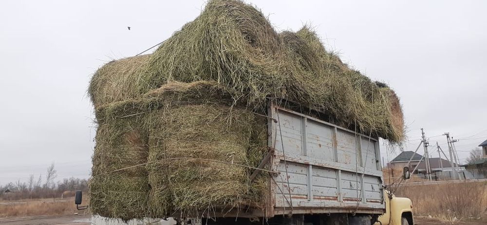 Сено жоношка урлон люцерна сатамын жоношка