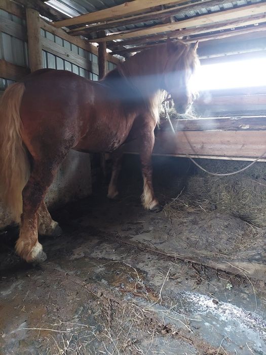 Vând cal vârsta de 8 ani