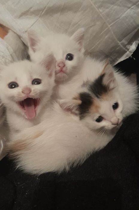 Белые Котята 1 месяц