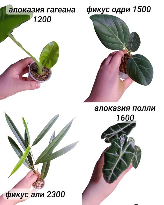 Распродажа домашних растений