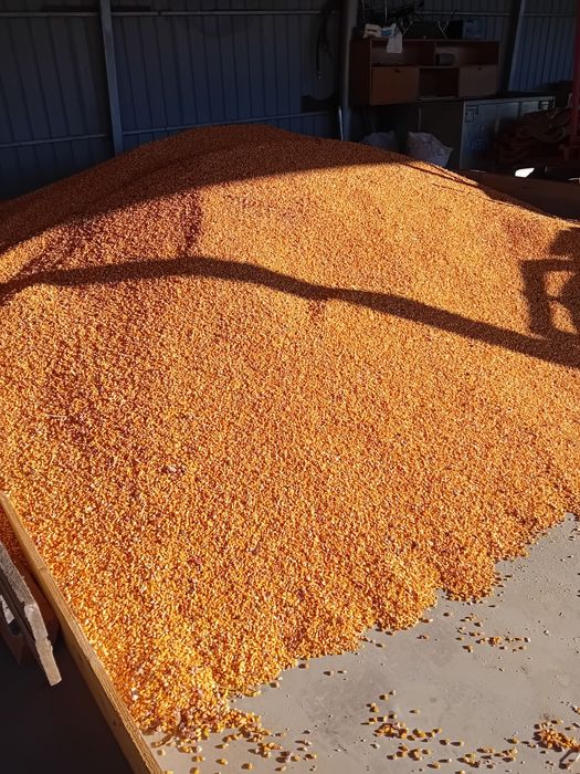 Porumb boabe  Graunte