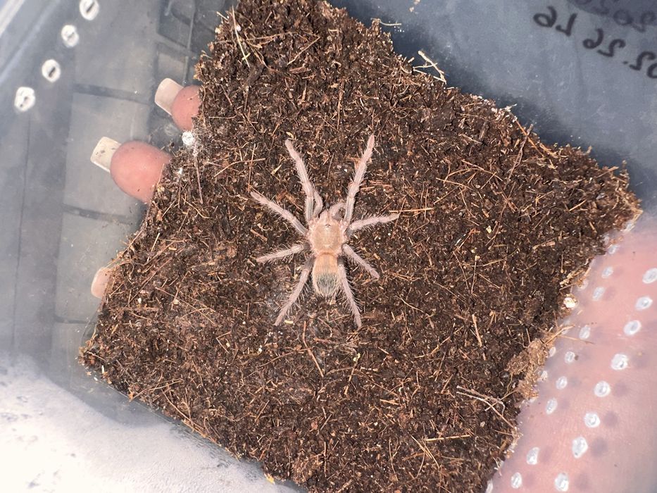 Паук птицеед  Lasiodora parahibana малыши