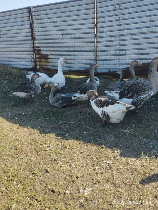 Продам крупных домашних гусей.