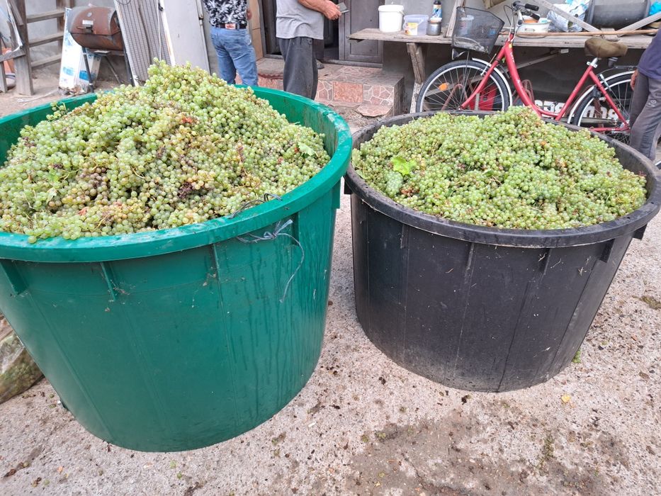 Struguri de vin feteasca regala resling galbena Odobești pentru Detali La 0735762548