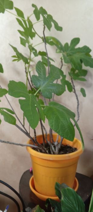 Продам кустик  инжира