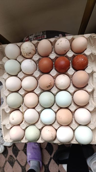 Инкубационные яйца