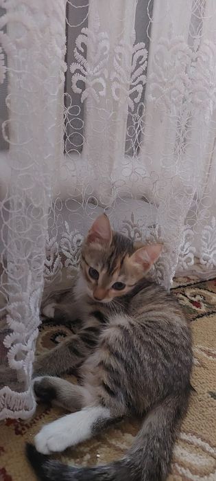 Отдам в хорошие руки