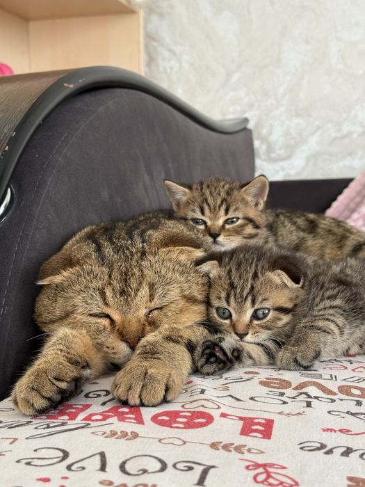 Продам котят скотиш фолд