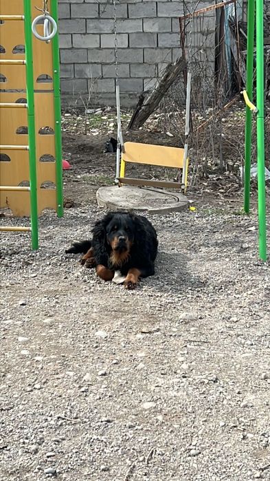 Пропала собака, кобель, ротвеллер.