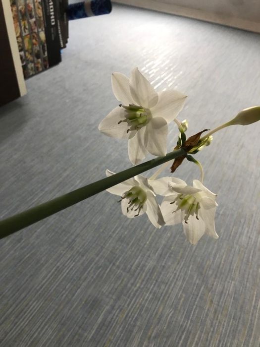 Эухарис ( амазонская лилия)