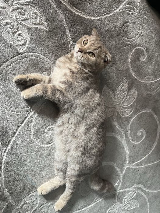 Кот шотландский вислоухий