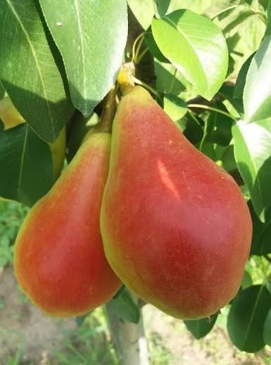 Peri pitici Parizian