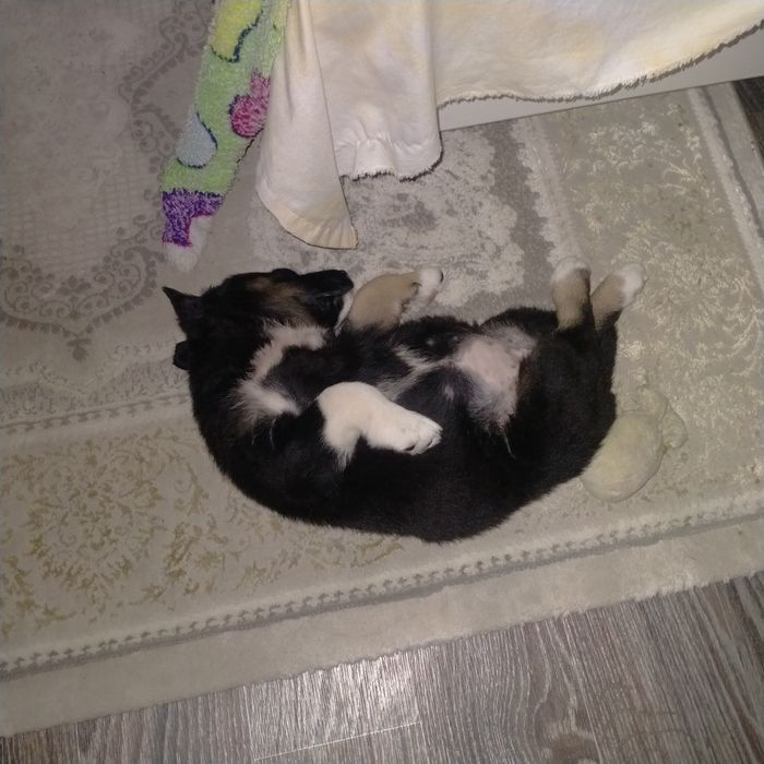 Отдам щенка бесплатно