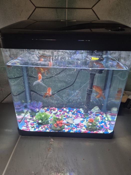 Аквариум с рыбками