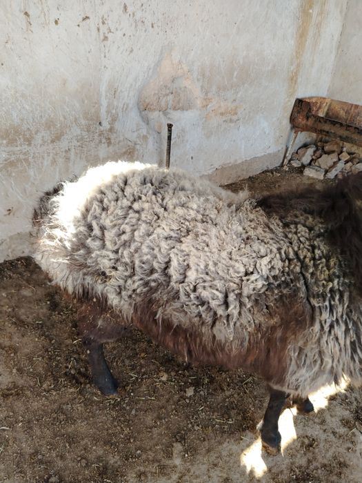 Кошкар сатылады,,,