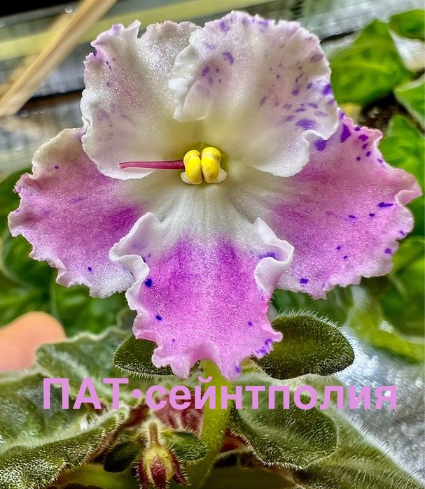 Сейнтполия Saintpaulia African Violet Сентполия Сенполия цветя
