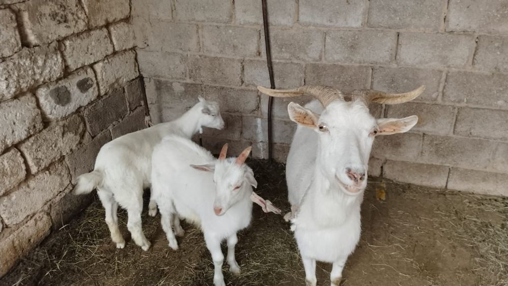 Сау ешкілер сүтті жас