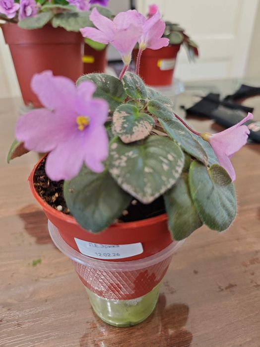 Продаются цветы - Фиалки