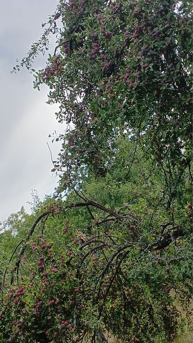 Prune de vanzare