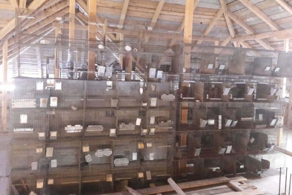 Custi iepuri, baterii chinchilla