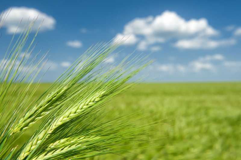 СҰЛЫ ОВЕС Сатамыз,