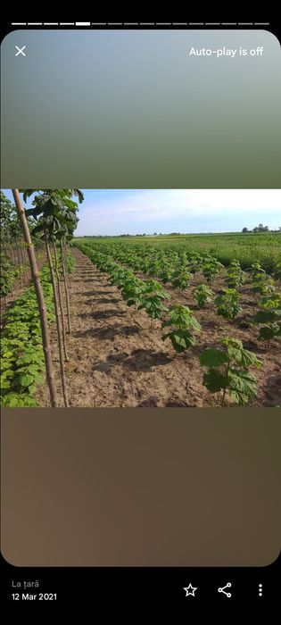 Paulownia Butasi si rasaduri
