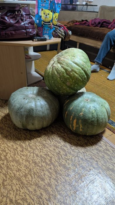 Продам большие тыквы