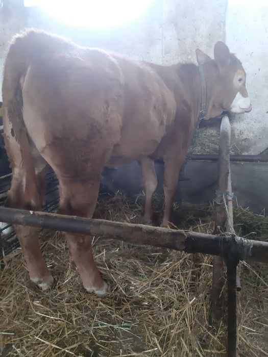 Vand Vitea in varsta de 4,5 luni.