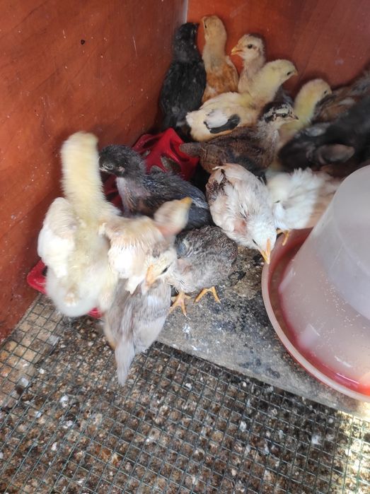 Pui de casă  de 3-4 săptămâni, majoritatea puicuțe, foarte frumosi!