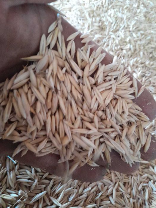 Vând porumb,grau,orzoaica și ovaz