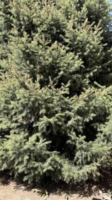 Продаётся ёлка живая