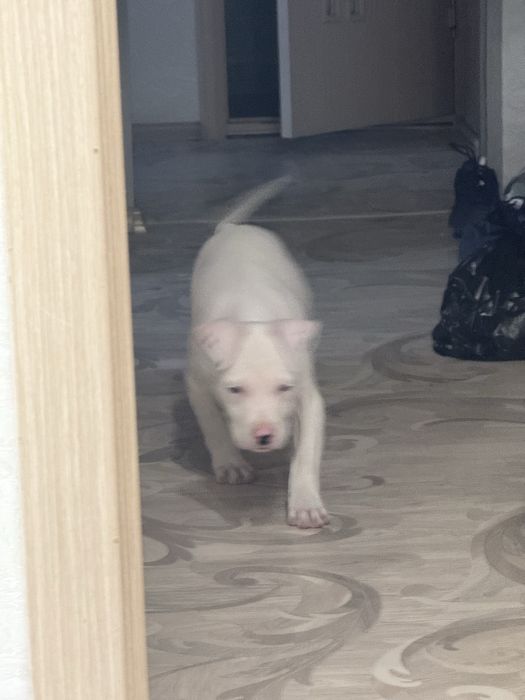 Питбуль 2 месяца