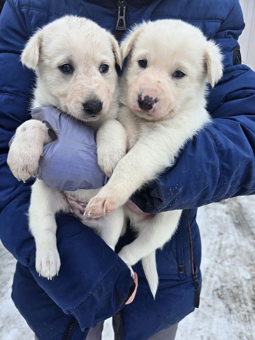 Ищут дом малыши, мальчики и девочки