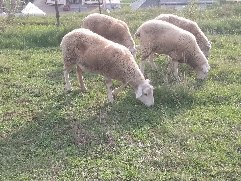 texel .oi .de carne.