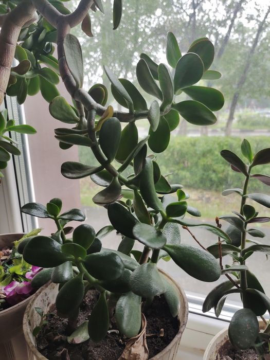 Денежное дерево, толстянка