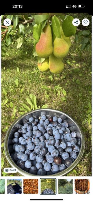 Продам дачу , земельный участок 9 соток