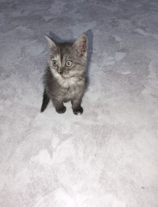 Отдам котенка 1.5 мес