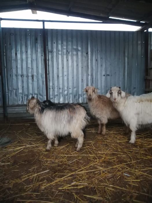 Ешкі туша, лақтар