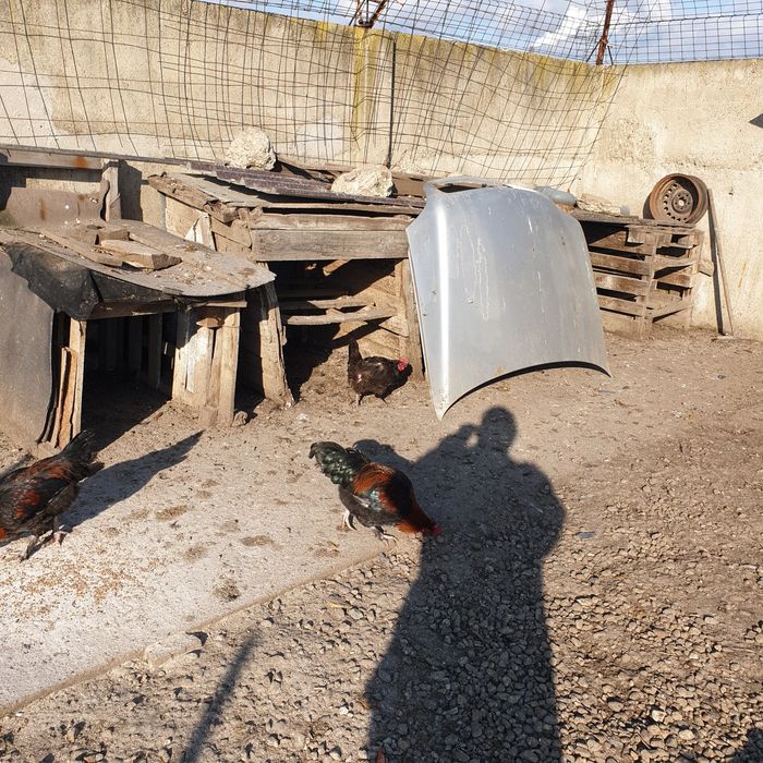 Петли черен мед маран 7мес 45лв бр гр сливен