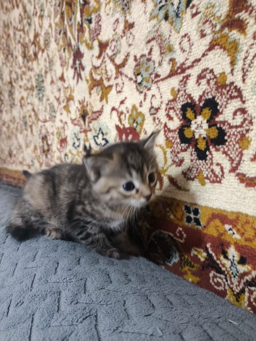 Котята бесплатно