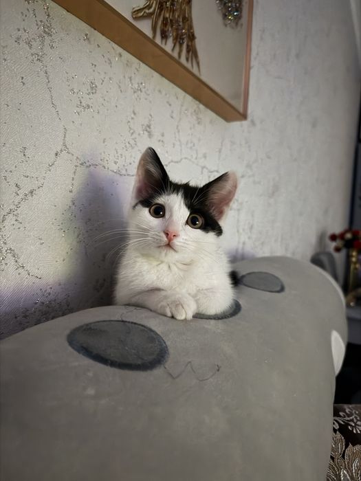 Отдам котенка в добрые руки