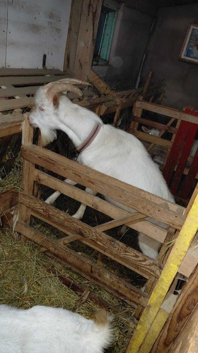 Vând sau schimb țap de rasă Sanen