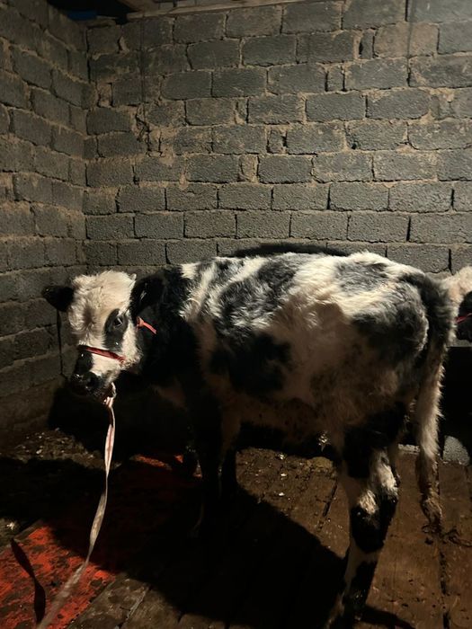 Туркестан сиыр өгізше