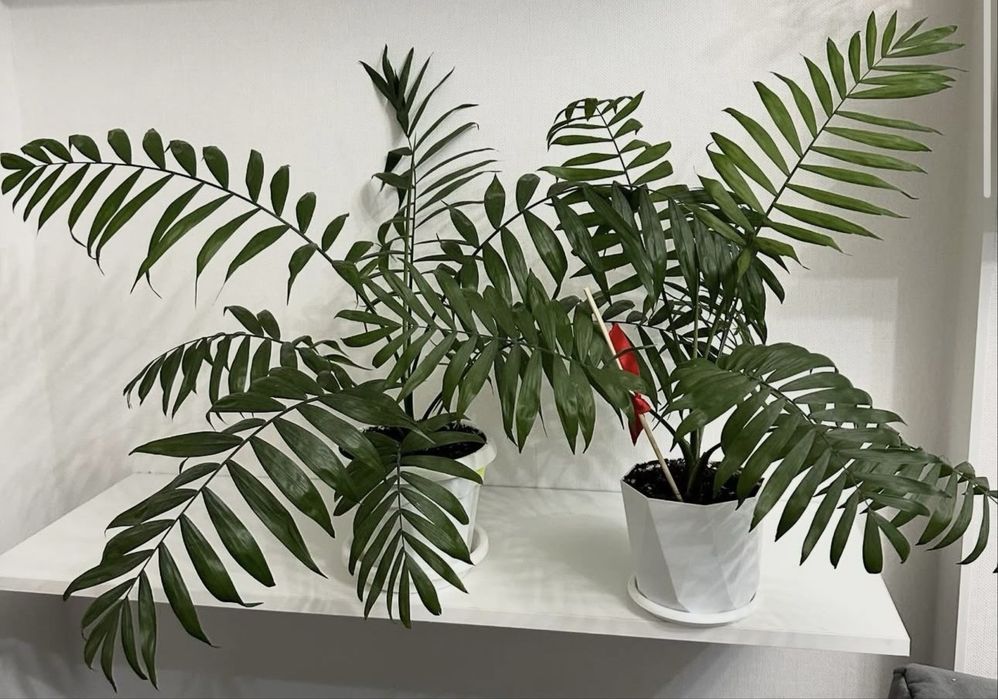 Домашные цветы от 3000 тг