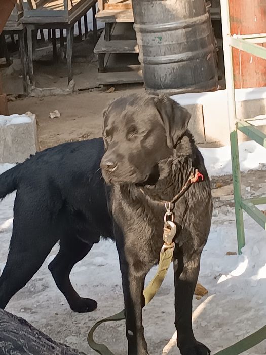 Продам лабрадор ретвилер черный цвет