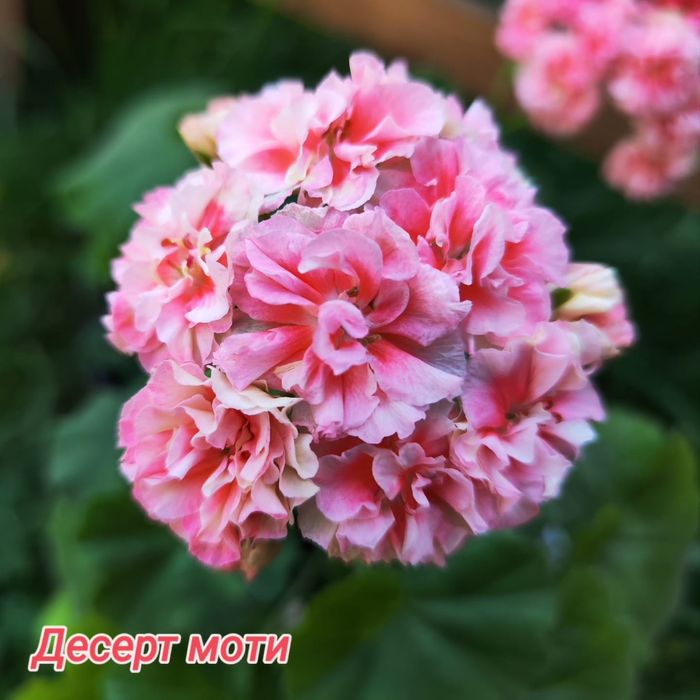 Продам герань , разная